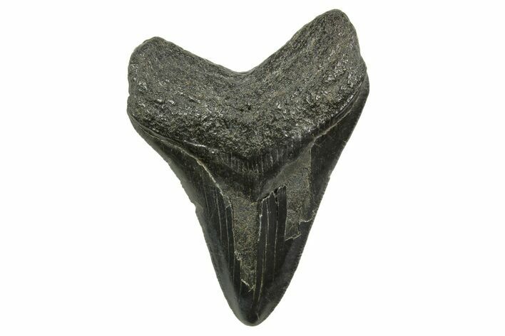 Serrated, Megalodon Tooth - South Carolina #375977